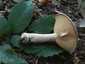 Gyöngyös tejelőgomba (Lactarius circellatus), Budai-hegység